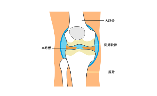 健康な人の膝関節
